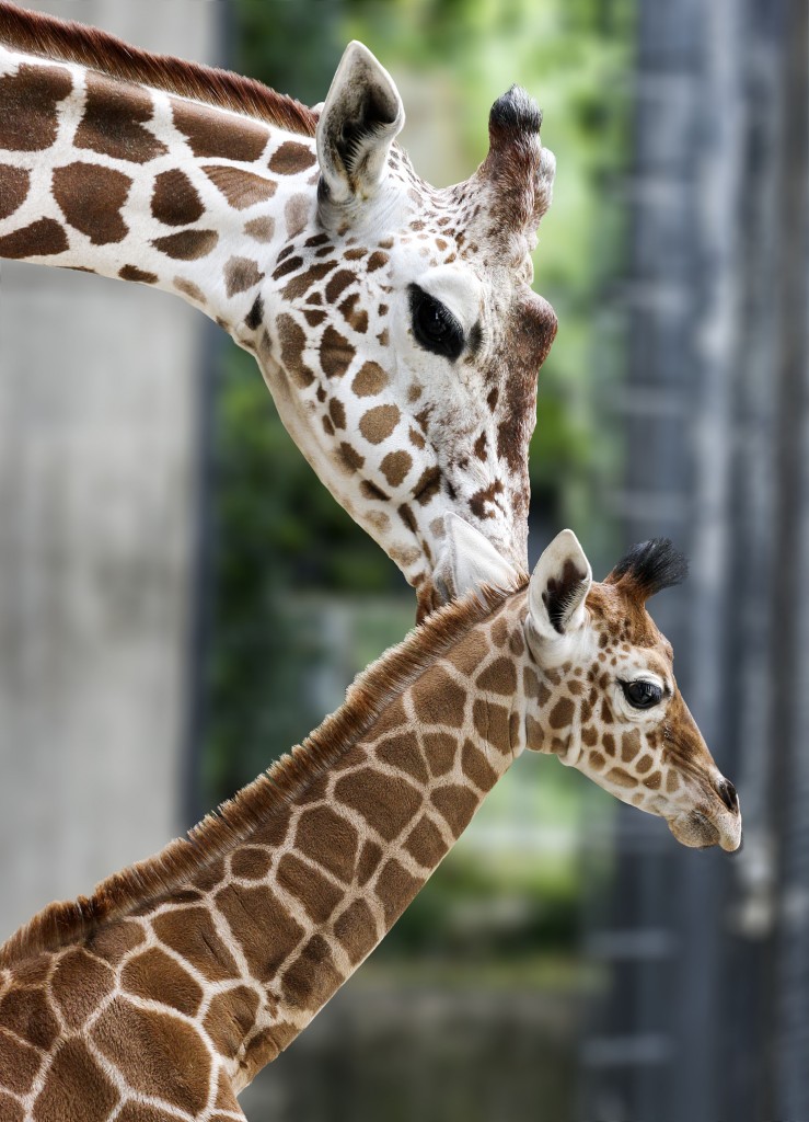 Das knapp 14 Tage alte Giraffenmädchen Leonie und ihre Mutter Kiburi auf der Vorkoppel Bild: Wilhelma Stuttgart